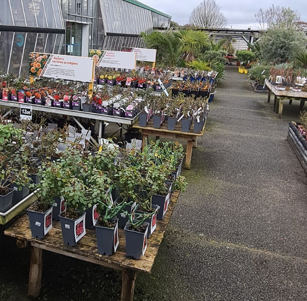 Plants de rosiers dans une jardinerie angevine.